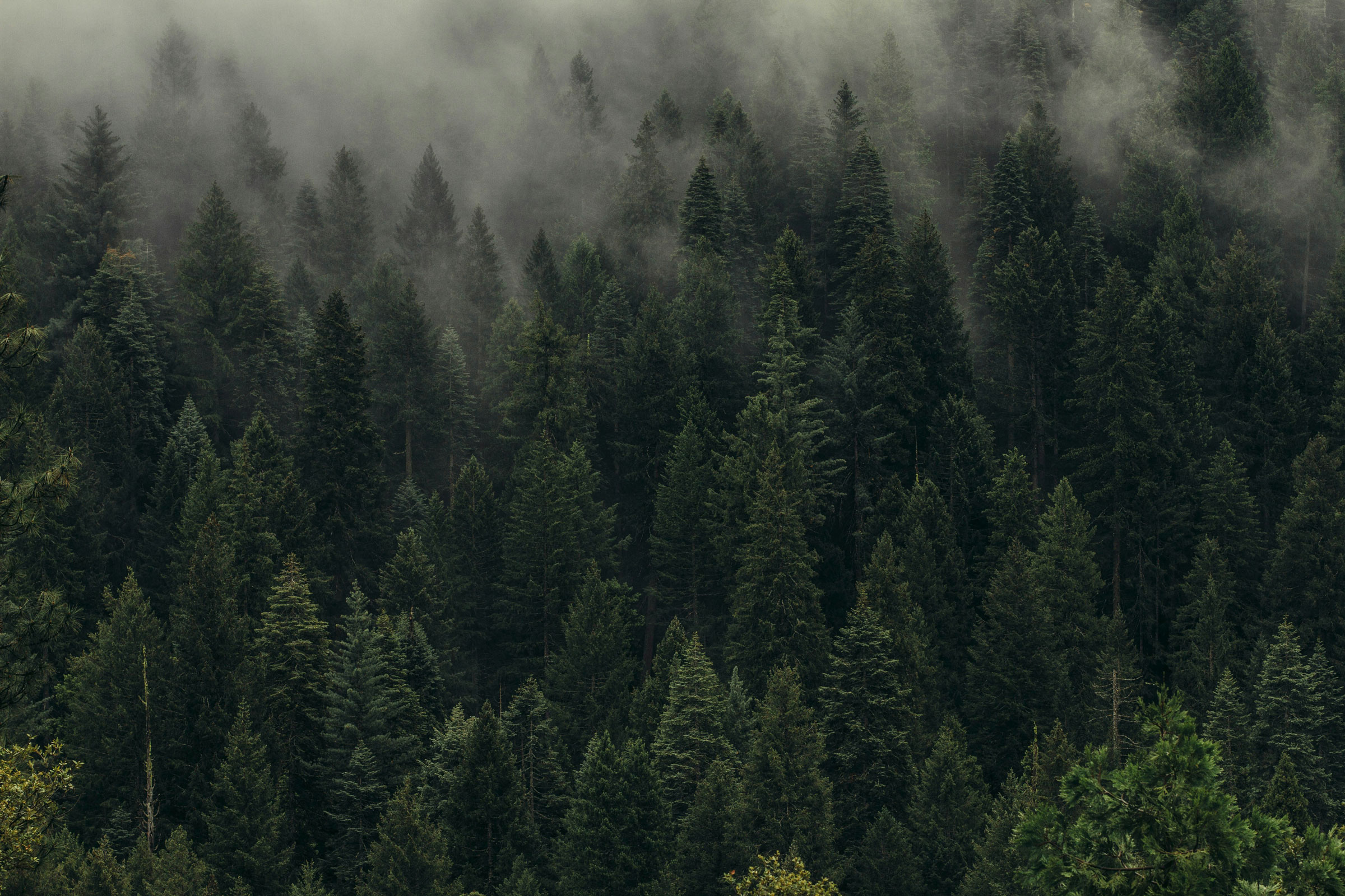 Sustainable Christmas forest